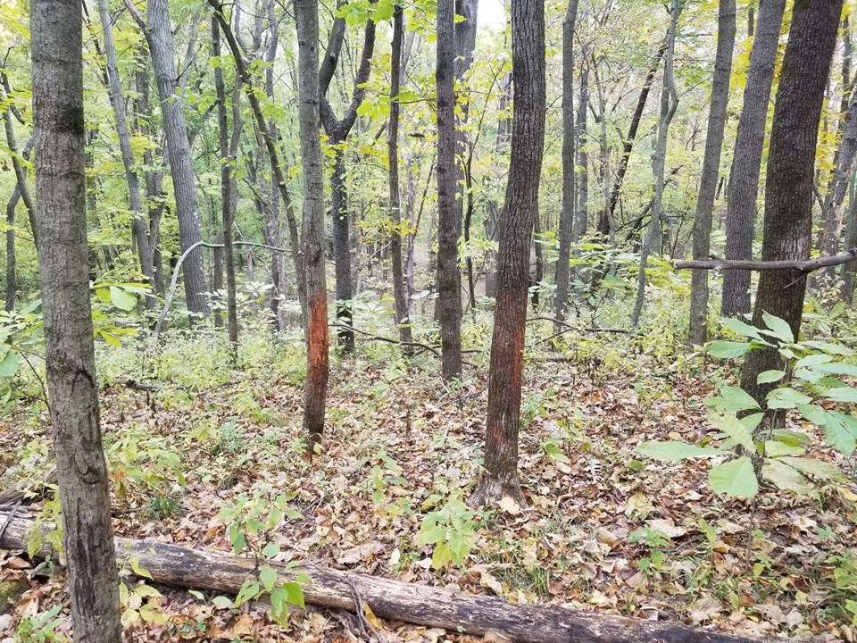 property listing image