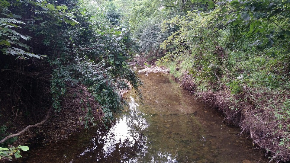spring fed creek  flows year round, great for wildlife.