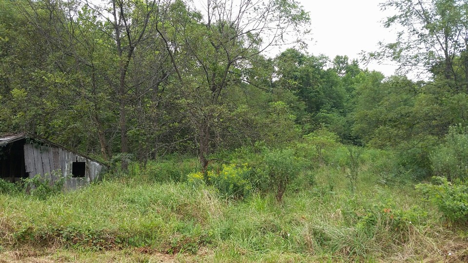 meadow  along spring fed creek.