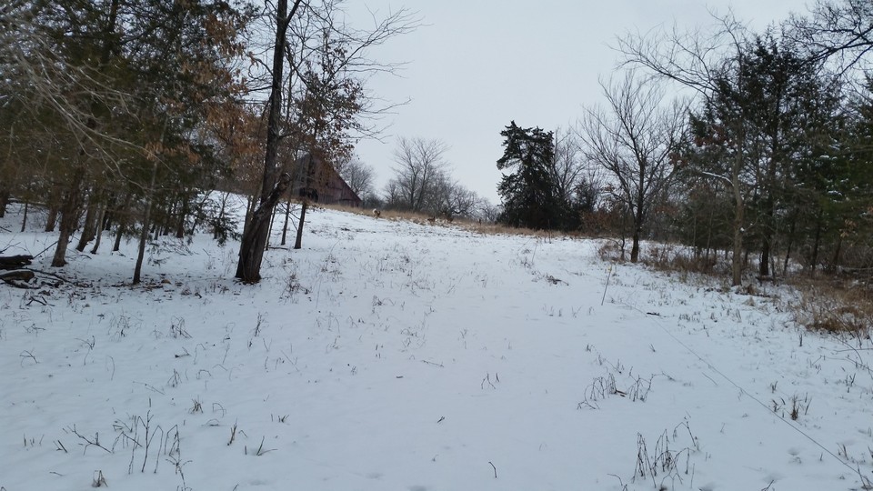 deer running