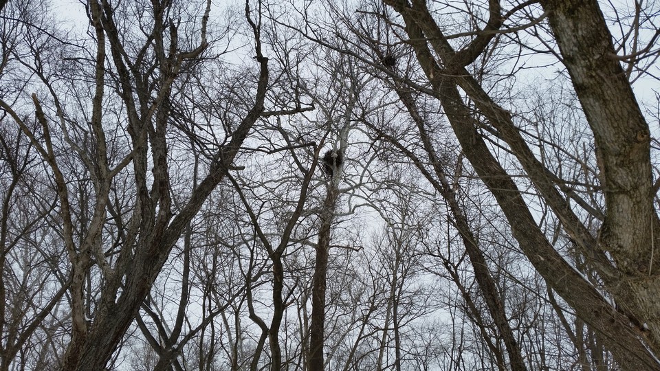 eagle nest bald eagle nest along wooded draw
