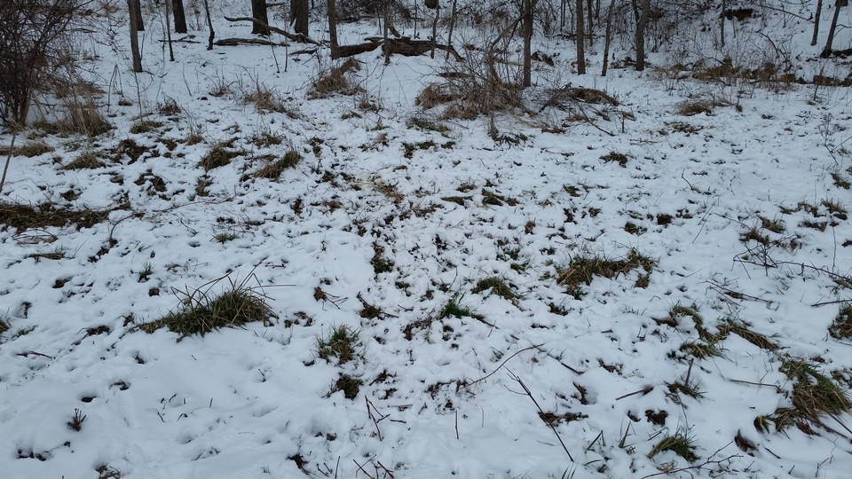 deer path