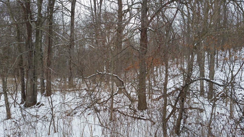 woods