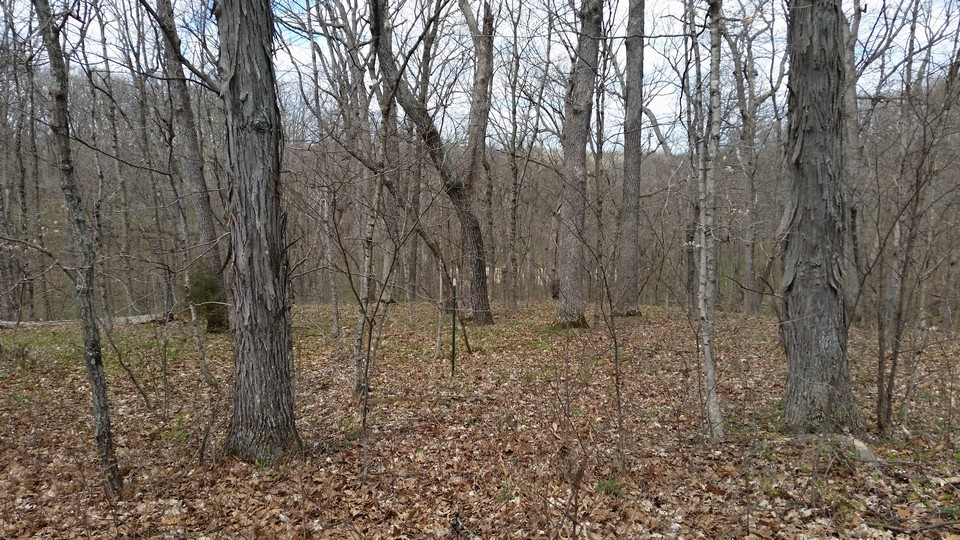 big woods plenty of woods for whitetail deer and big tom turkeys!