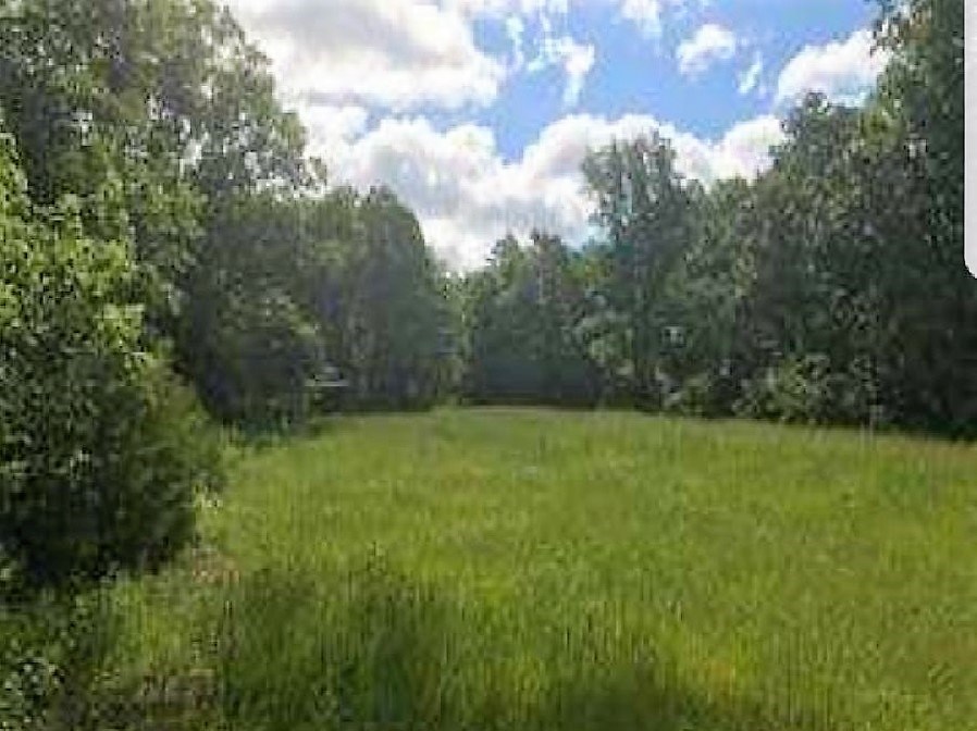 food plot early spring.